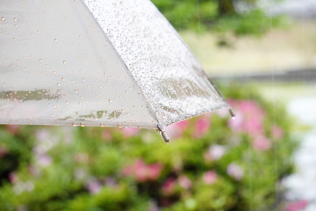 傘の雫と雨、庭が見える